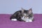 Small kitten maine coon in lying on a purple duvet