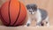 Small kitten near a basketball. Sport activities