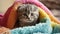Small Kitten Peeking Out From Under a Blanket