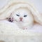 Small kitten on pillow