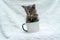This small kitten\\\'s playful energy knows no bounds as they stick half their body inside a white blank mug