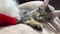 A small kitten of a Siberian cat lies on the sofa after the New Year, a New Year\'s hat lies next to it, it raises
