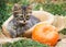 Small kitten is sitting in basket. Kitten and pumpkin.