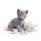 a small kitten sitting on top of a pile of crumpled paper next to a pile of paper towels on the floor of a white room