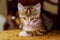 a small kitten sitting on wooden chair