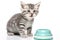 Small kitten standing next to blue bowl. This adorable image can be used to showcase cuteness of pets or to depict cozy