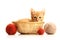 Small kitten in straw basket