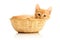 Small kitten in straw basket