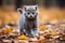 Small kitten walking across leaf-covered ground