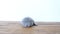 Small kitten walking on a wooden background