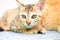 Small kitten on wooden background. Outdoor life of domestic cat