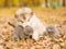 Small kittens and alaskan malamute puppy in autumn park