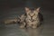 Small kittens, gray, lying on the floor looking