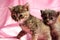 Small kittens on pink