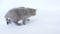Small kittens on a white background
