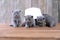 Small kittens on a wooden backgroound