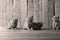 Small kittens on a wooden background