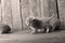 Small kittens on a wooden background