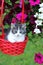 Small kitty with flowers bag