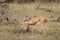 Small klipspringer antelope, Kruger National Park, South Africa