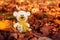 Small knitted amigurumi teddy bear sitting autumn background. Teddy bear doll toy on yellow flower background