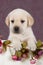 Small labrador puppy with flowers in blanket on pink pattern