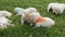 Small labrador retriever puppies lying in the grass resting