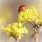 Small ladybird on a yellow flower