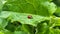A small ladybug on a large green burdock leaf