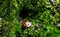 Small ladybug in the moss cave