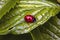 A small ladybug sits on a green leaf in summer