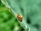 Small ladybugs on green leaves