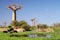 Small lake and baobabs