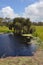 Small lake in field with paperbark trees