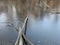 A small lake in the forest among trees and shrubs. Forest frozen lake surrounded by trees. Fallen trees in a forest pond