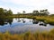 Small lake, grass and trees, Lithuania