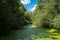 A small lake with a green surface covered with aquatic plants in the thickets of the riparian forests. The sun illuminates the