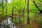 A small lake inside forest in autumn time / Plitvice lakes/ Croatia/ Parks