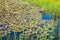 Small lake near lake Madh with waterlilies on surface in National Park Lure, Albania