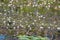 Small lake near lake Madh with waterlilies on surface in National Park Lure, Albania