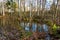 Small lake between old sick trees in Sweden