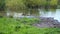 A small lake in the Park, the yellowing trees along the shore. Wild ducks swimming on the lake. The reflection of sky