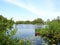 Small lake, plants and seagull, Lithuania