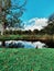 A small lake and a savage duck in the park of Chateau de chantilly, Picardie, France