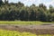 Small lake with storks