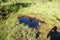 Small lake on upland moor with photographer shadow and grass in Sumava mountains