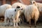 Small lamb on background of sheeps in corral on the farm. Bio organic healthy food and wool production. Growing livestock is a