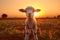 Small lamb captivates in sunset field with Islamic-themed backdrop