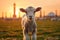 Small lamb captivates in sunset field with Islamic-themed backdrop