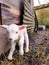 Small lamb in farm